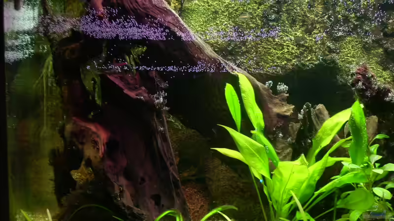 Wurzelwerk (neue Formation) von @quarium Cologne (50)