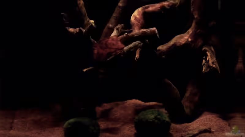 Wurzelwerk und Mooskugeln von MichaB (4)