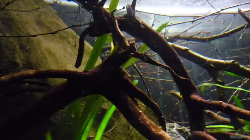 Wurzelwerk von Chris_R. (22)