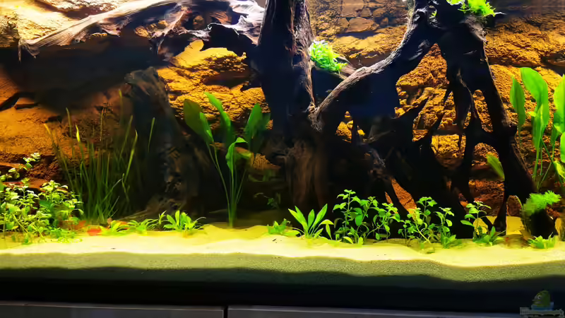 Wurzelwerk von Odonata (10)