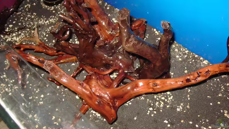 Wurzelwerk von Peter Niehuber (10)