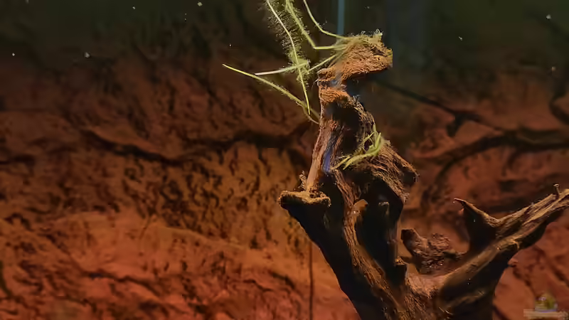 Wurzelwerk von Phyllanthus fluitans und Limnobium laevigatum von NiRo (10)