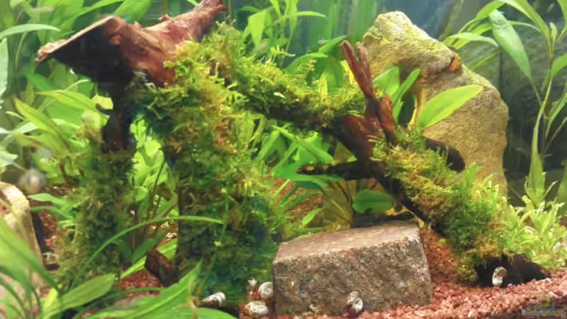 Wuzel mit Javamoos bepflanzt, Stein ist mittelerer Weile raus von Maria Dicke (13)