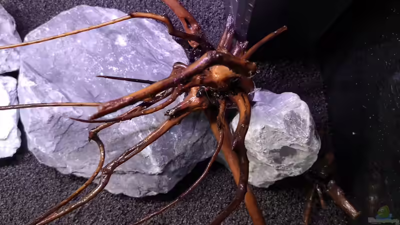 Wuzel rechts von Mark H. (30)