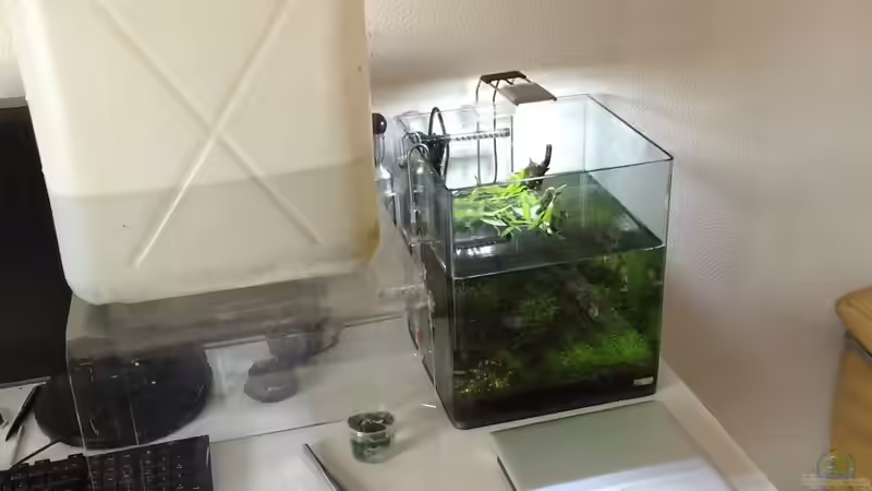 WW von Ayahuasca (136)