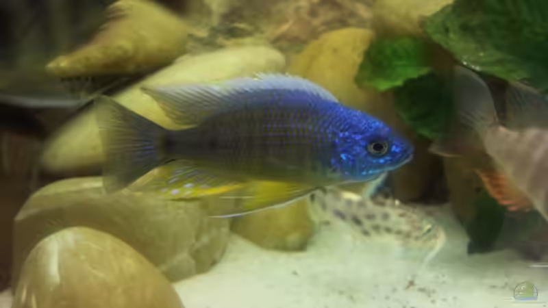 WWF Copadichromis borleyi Fangort sind die Mara Rocks von Thomas Fricke (15)