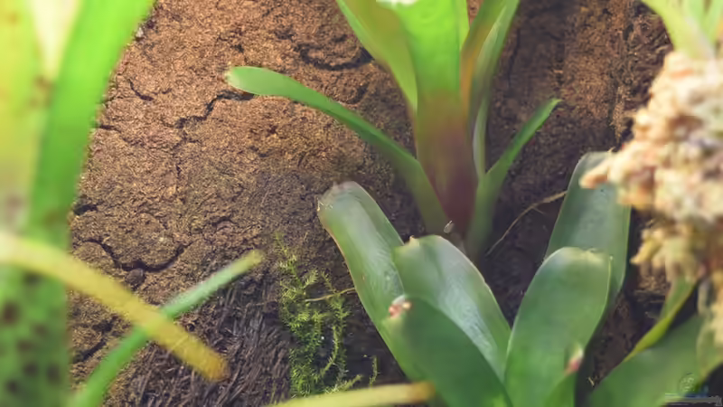 Xaxim im Terrarium - Der ultimative Leitfaden für Aufbau, Pflege und Anwendung