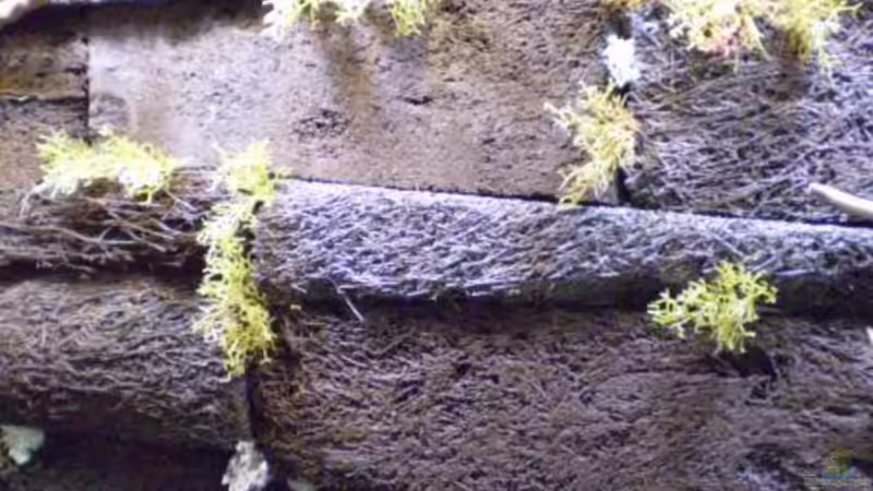 Xaxim im Terrarium - Der ultimative Leitfaden für Aufbau, Pflege und Anwendung