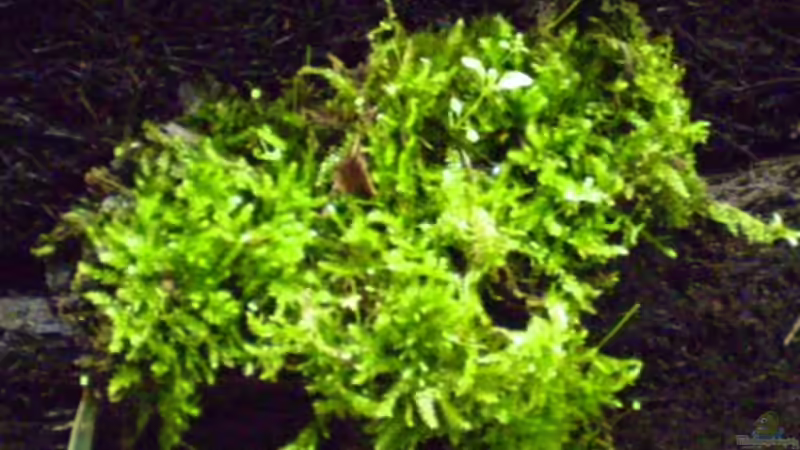 Xaxim mit Moos von Kulleraugen-Fan (10)