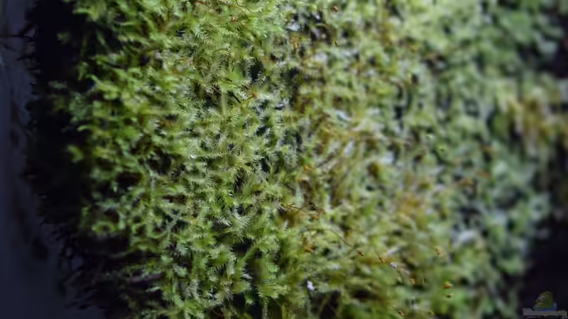 Xaxim-Platten begrünen langsam mit Moos von Junglist (22)