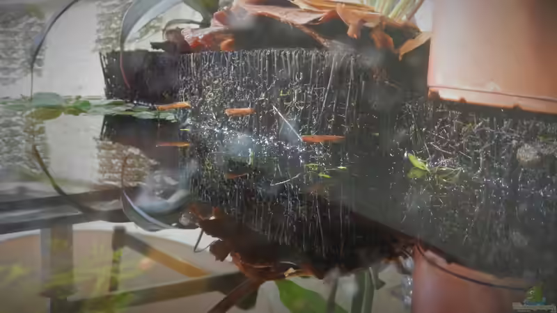 Xaxim-Platten-Filter. Holzstäbchen halten den Abstand zum Glas. von miv (23)