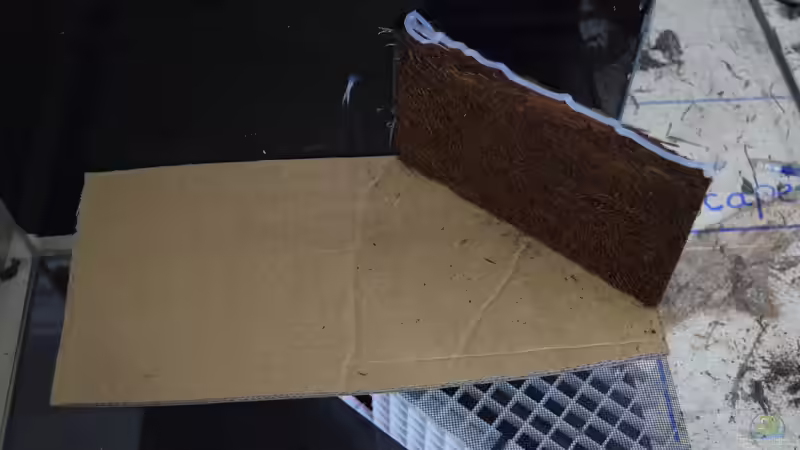 Xaxim wird schräg eingeklebt von Junglist (4)