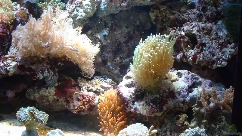 Xenia, Euphyllia und Kupferanemone. von Rolf Mohr (14)