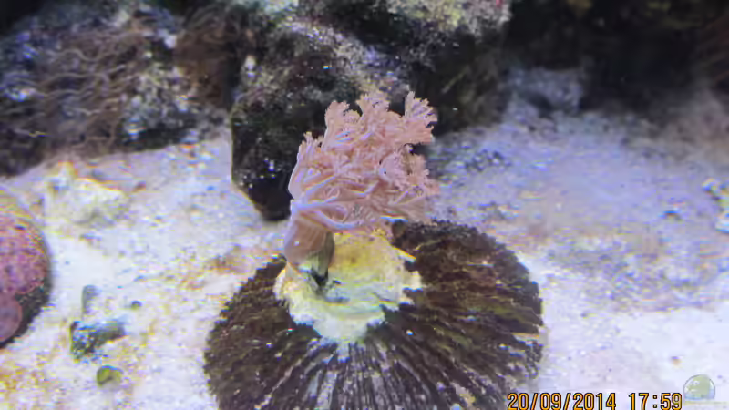 Xenia Bäumchen von lippfisch (22)