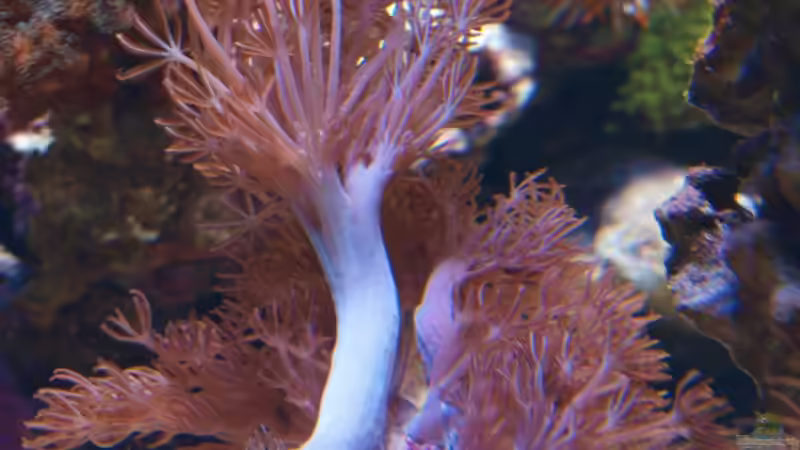 Xenia elongata - Pumpkoralle von Christian Holtkamp (14)