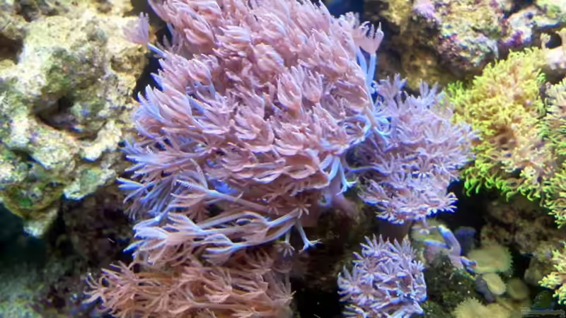 Xenia Magnum von Andreas Fleischer (3)