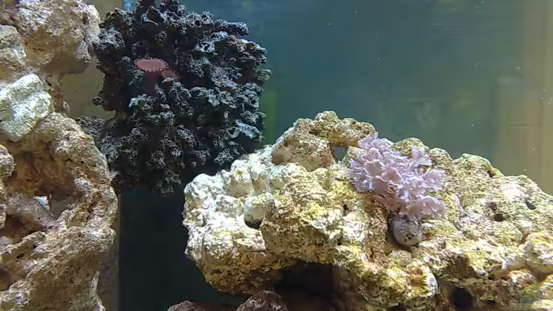 Xenia u. Crusti von Spongebob (8)