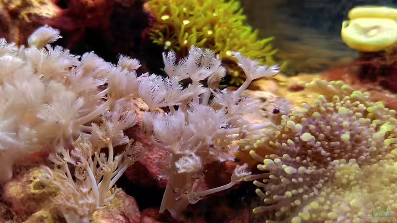 Xenia umbellata  von Stephi (5)