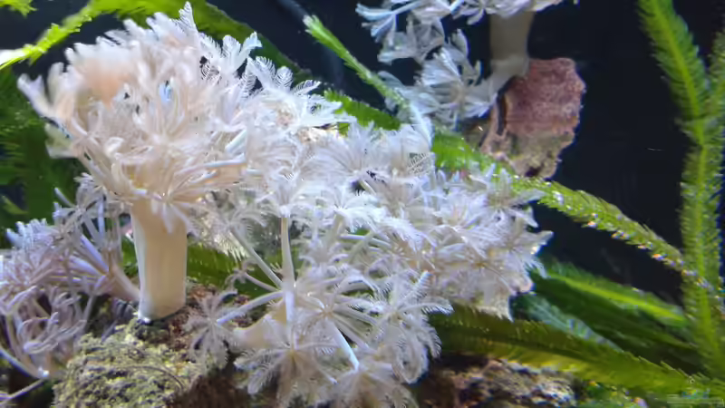 Xenia umbellata von Torsten Bullmahn (73)