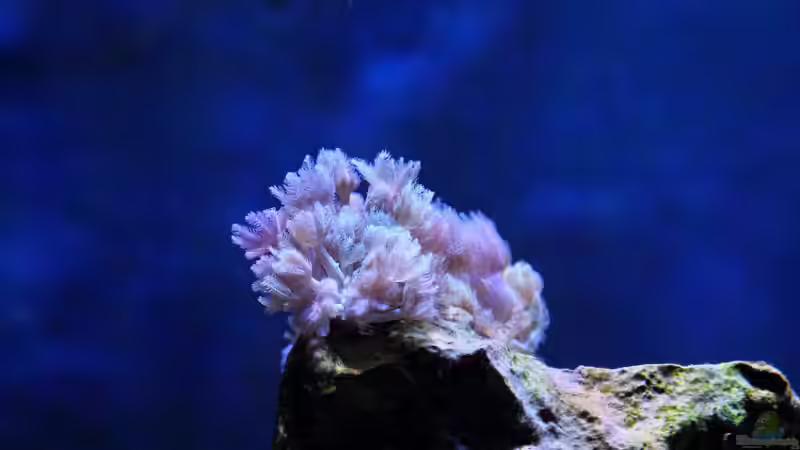 Xenia umbellate - Pumpende Xenien von Micha (14)