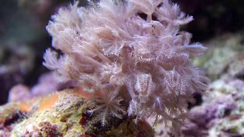 Xenia von Dominik N. (41)