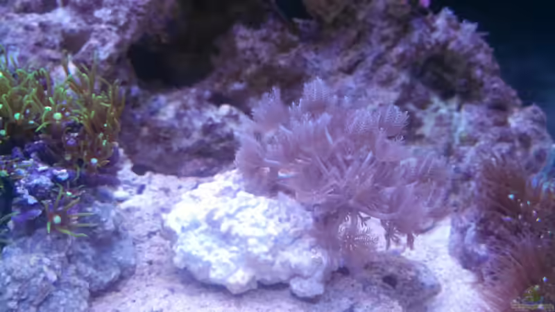 Xenia von Moepple (23)