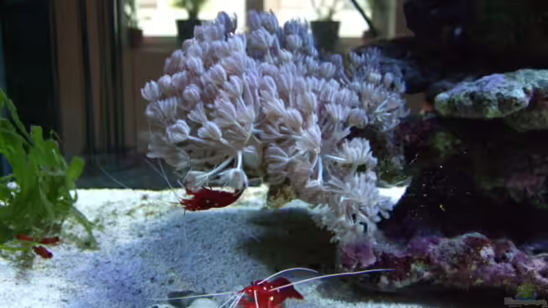 Xenia von Salzeritis (10)