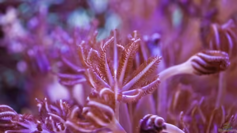 Xenia von starhopper (25)