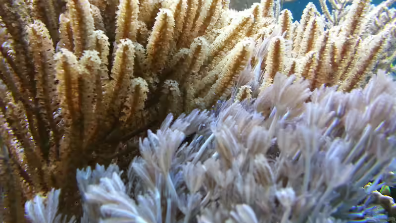 Xeniden und Gorgonie ! von urbi (34)