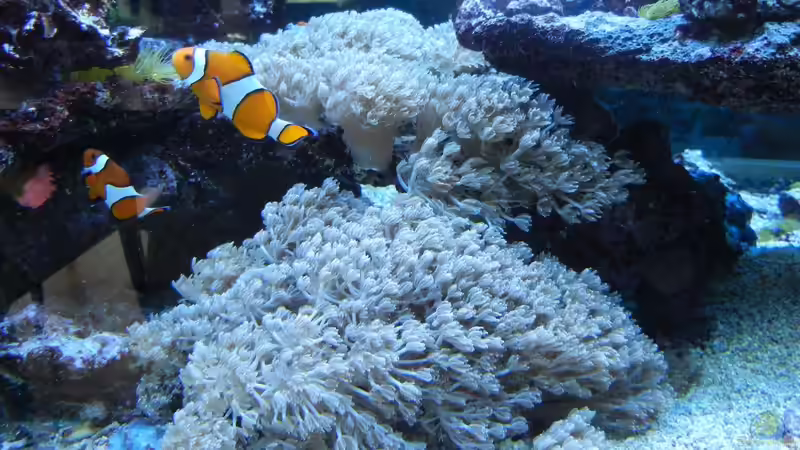 Xenien-Kollonie von JuWa (28)