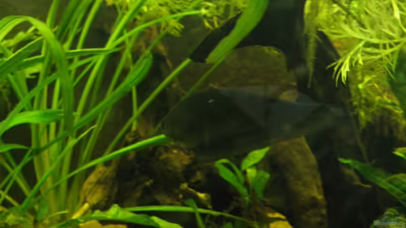 Xenomystus nigri (der Fisch ist blind, hat es trotzdem geschaft seinen Artgenossen sämtliches Futter wegzufressen) von Frank Muth (5)