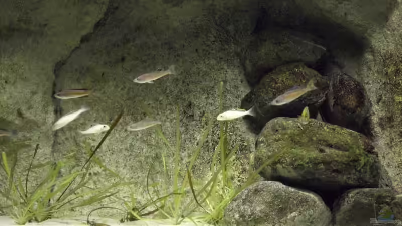 Xenos und Cypris von Alex Stark (13)