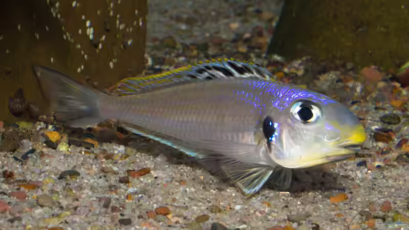 Xenotilapia bathyphilus ´Congo blue Princess´ von ravaka (127)