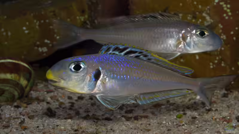 Xenotilapia bathyphilus ´Congo blue Princess´ von ravaka (128)