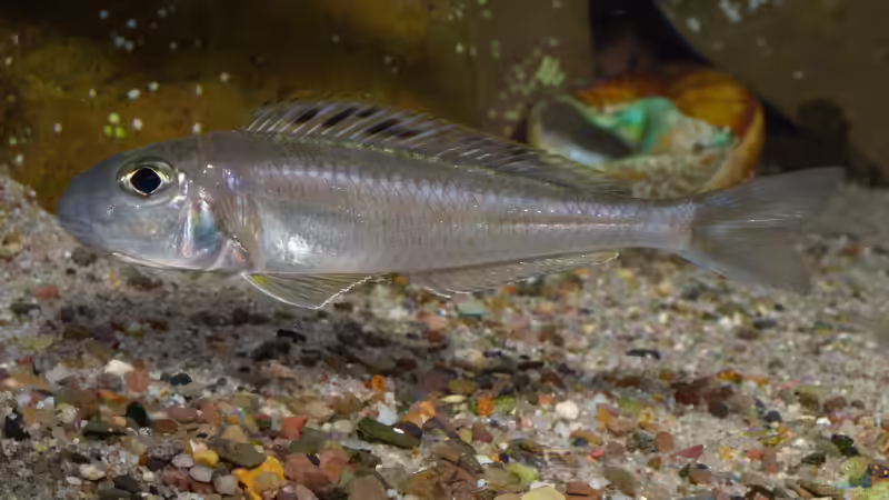 Xenotilapia bathyphilus ´Congo blue Princess´ von ravaka (129)