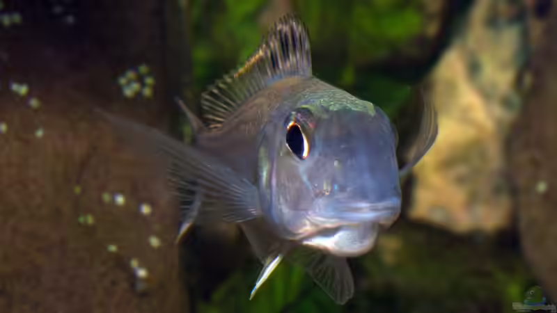 Xenotilapia bathyphilus ´Congo blue Princess´ von ravaka (130)