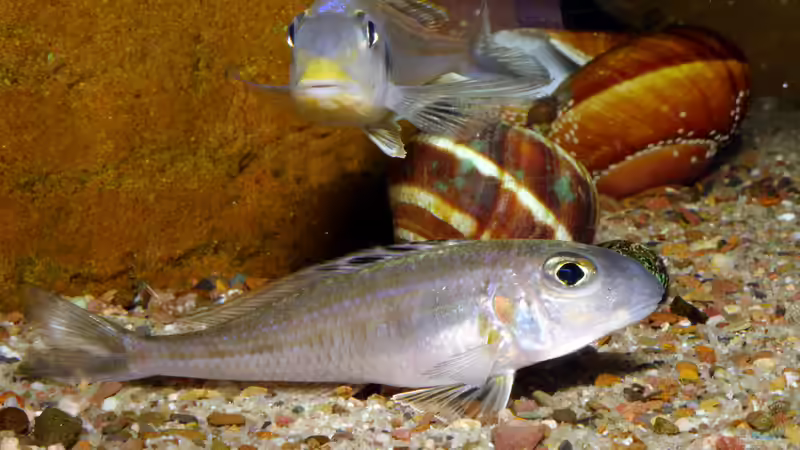 Xenotilapia bathyphilus ´Congo blue Princess´ von ravaka (131)