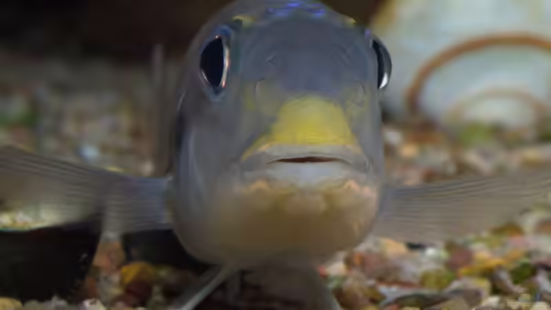 Xenotilapia bathyphilus ´Congo blue Princess´ von ravaka (132)