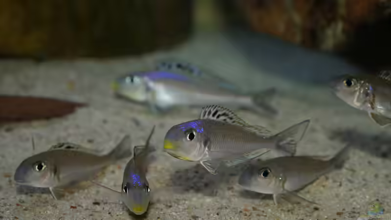 Xenotilapia bathyphilus ´Congo blue Princess´ von ravaka (72)