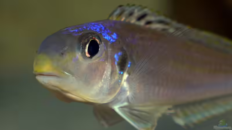 Xenotilapia bathyphilus ´Congo blue Princess´ von ravaka (74)