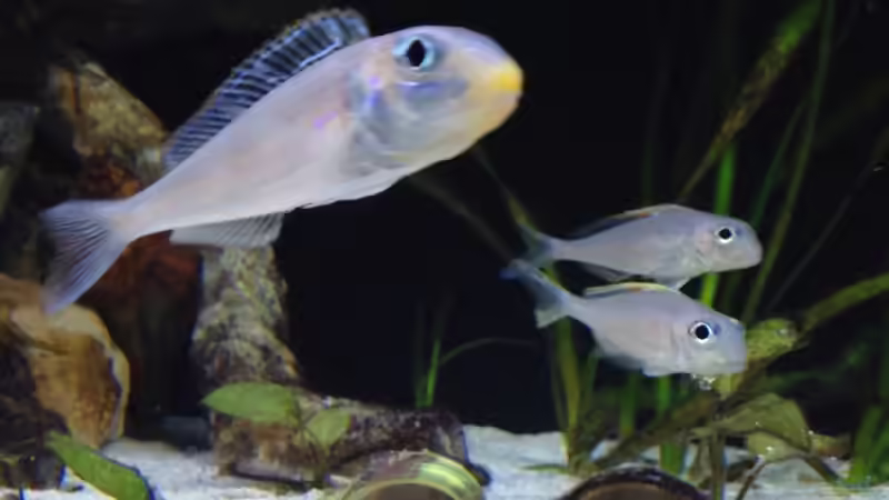 xenotilapia bathyphilus kekese ( abgeben) von Martina (39)