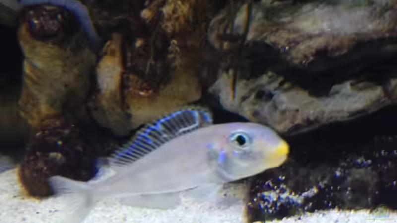 xenotilapia bathyphilus kekese ( abgegeben) von Martina (40)