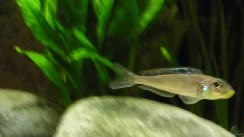 xenotilapia bathyphilus kekese von vitus (12)