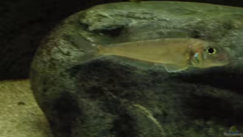 xenotilapia bathyphilus kekese von vitus (13)