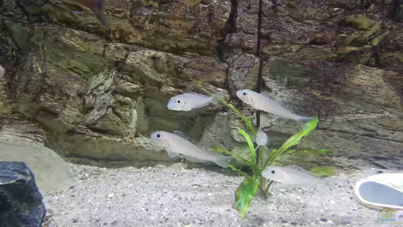 Xenotilapia batyphilus ´kekese´ von Bitman (35)