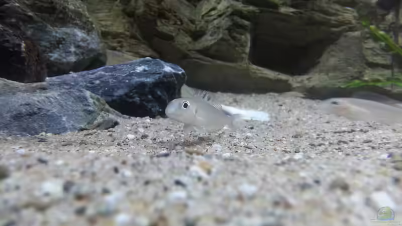 Xenotilapia batyphilus ´kekese´ von Bitman (36)