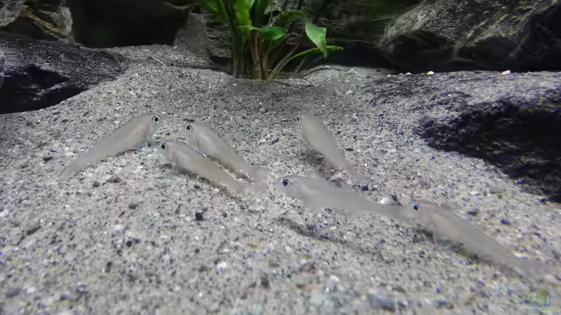 Xenotilapia batyphilus ´kekese´ von Bitman (37)