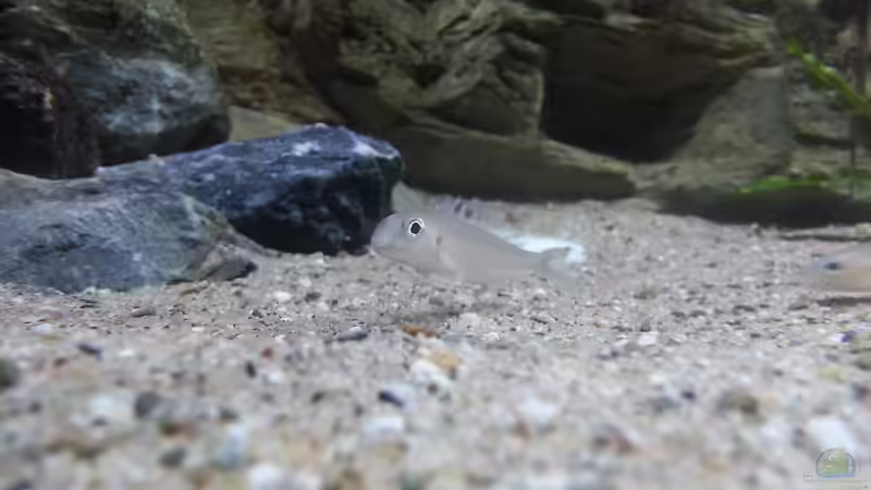 Xenotilapia batyphilus ´kekese´ von Bitman (38)