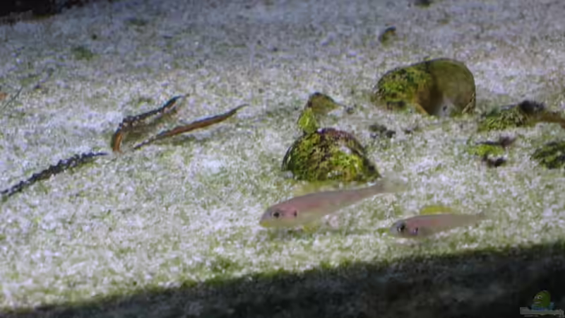 Aquarien für Xenotilapia flavipinnis (Gelber Sandcichlide)
