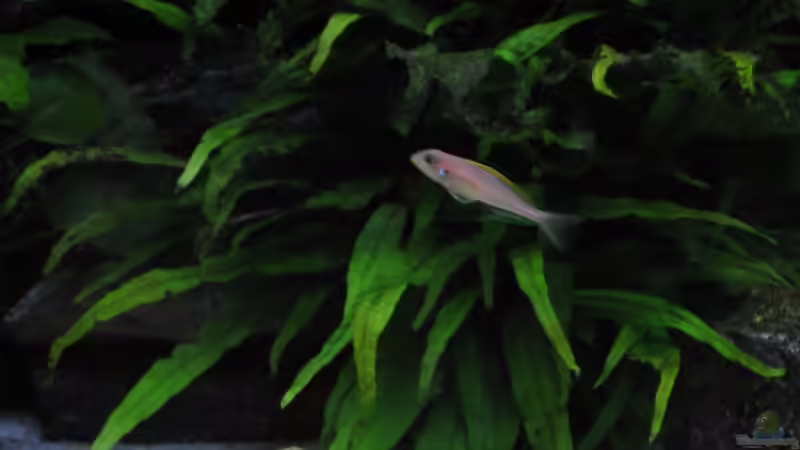 Aquarien für Xenotilapia flavipinnis (Gelber Sandcichlide)
